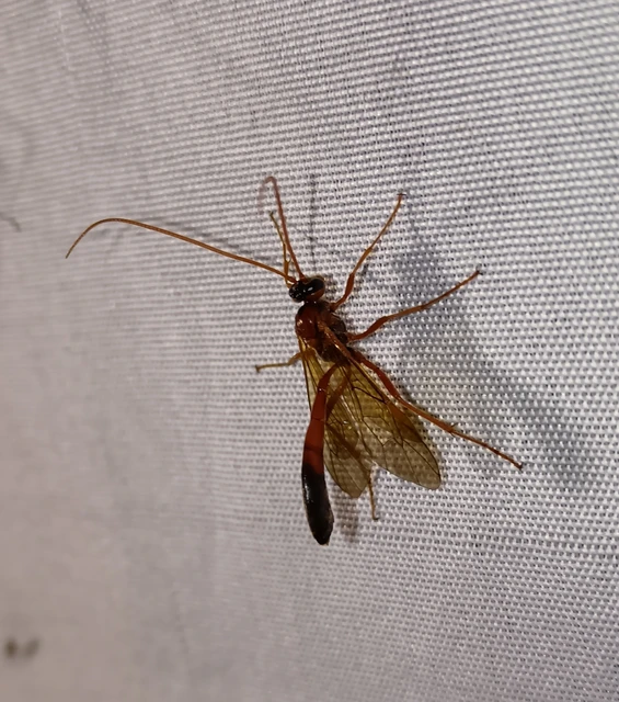 Hymenoptera - Hártyásszárnyúak