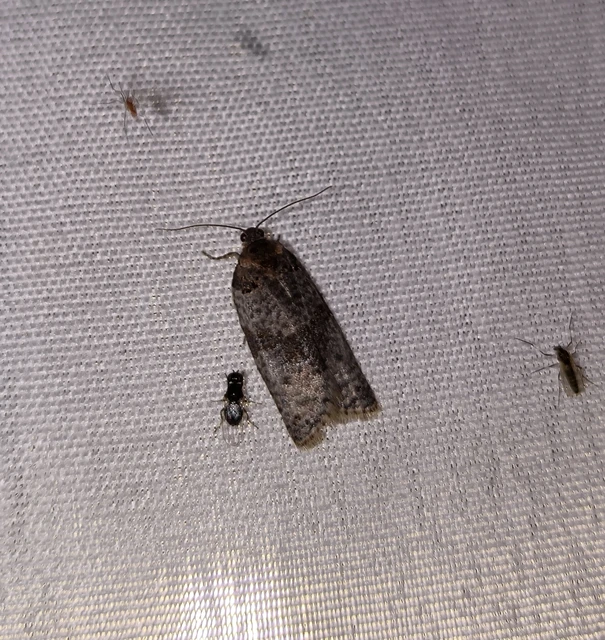 Pseudeulia asinana - korai sodrómoly