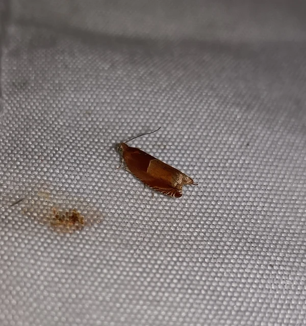 Ancylis mitterbacheriana - tölgysodró horgasmoly