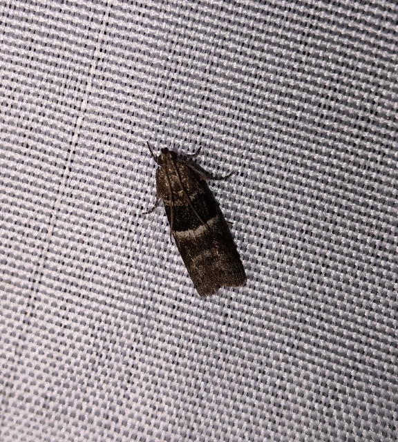 Elegia atrifasciella - füstös karcsúmoly