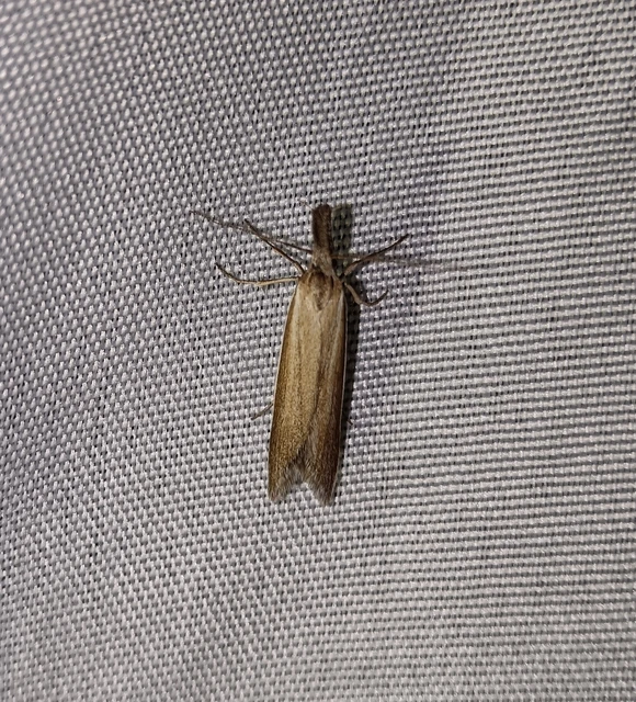Pleurota marginella - barnasávos csíkosmoly