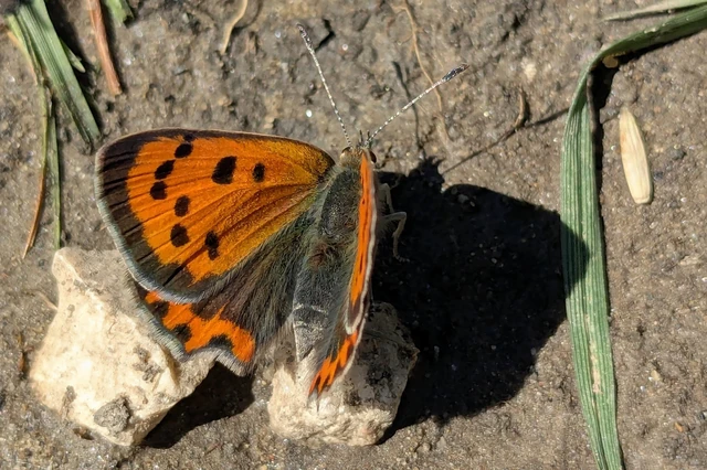 Lycaena phlaeas - közönséges tűzlepke
