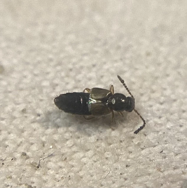 Atheta aeneicollis - fémes penészholyva