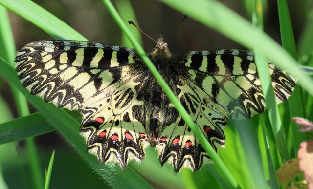 Zerynthia polyxena - farkasalmalepke