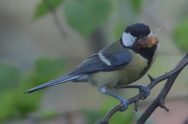Holochelus aequinoctialis - tavaszeleji cserebogár