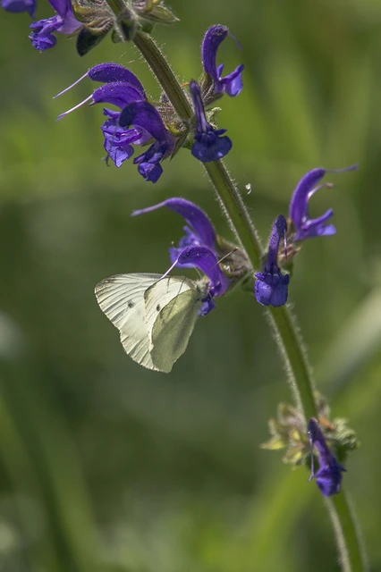 Pieris rapae - répalepke