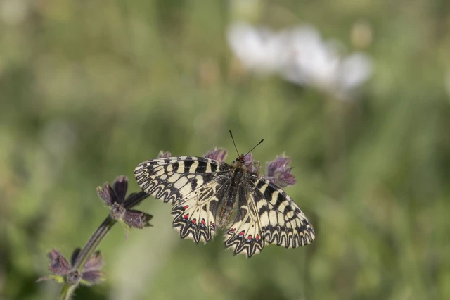 Zerynthia polyxena - farkasalmalepke
