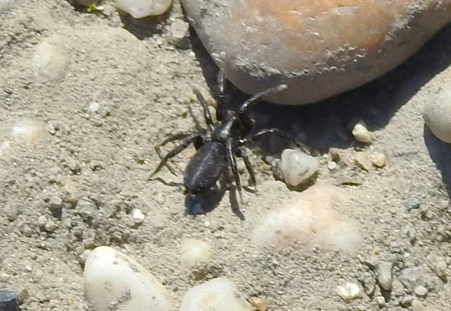 Gnaphosidae - kövipókok