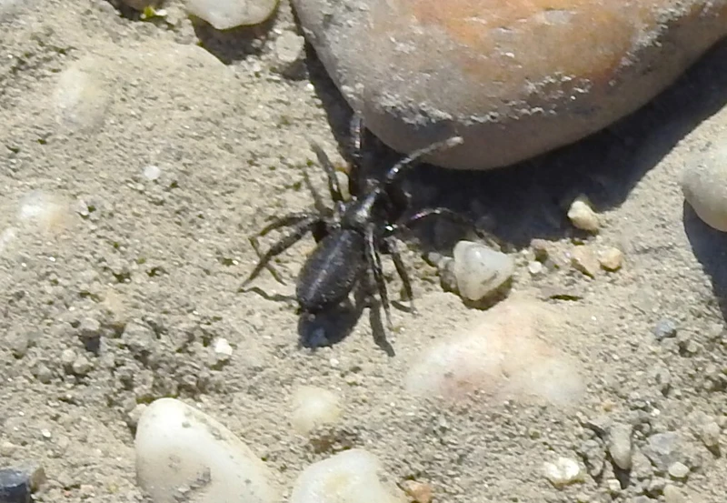 Gnaphosidae - kövipókok