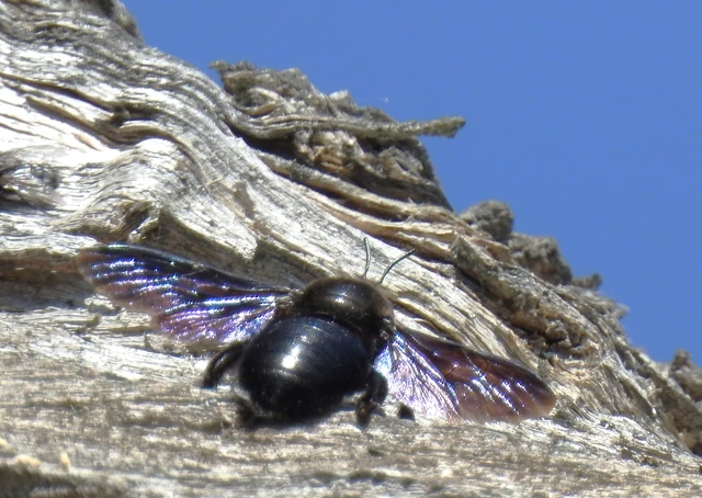 Xylocopa