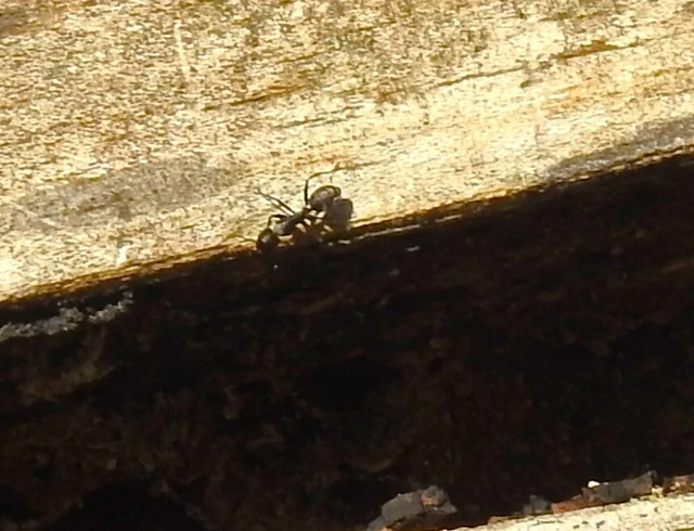 Camponotus vagus - fekete lóhangya