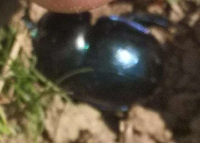 Trypocopris vernalis - tavaszi álganéjtúró
