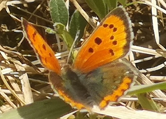 Lycaena phlaeas - közönséges tűzlepke