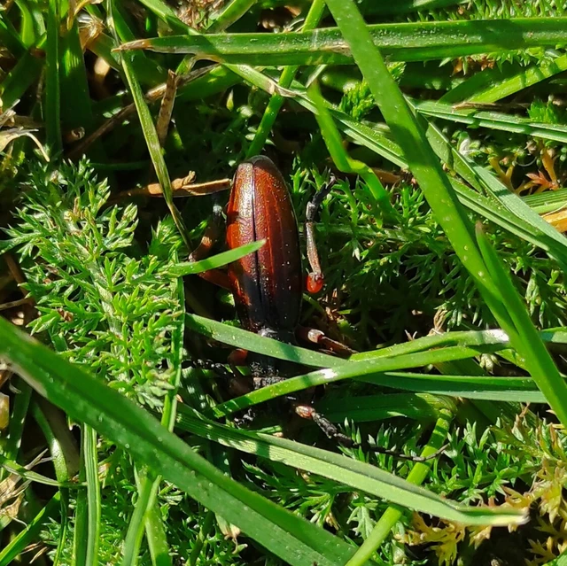 Dorcadion fulvum - barna gyalogcincér