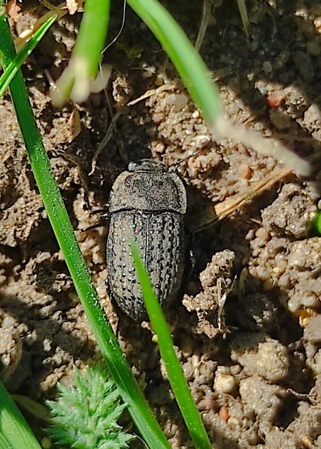 Opatrum sabulosum - sároshátú gyászbogár