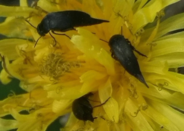 Mordellidae - marókafélék