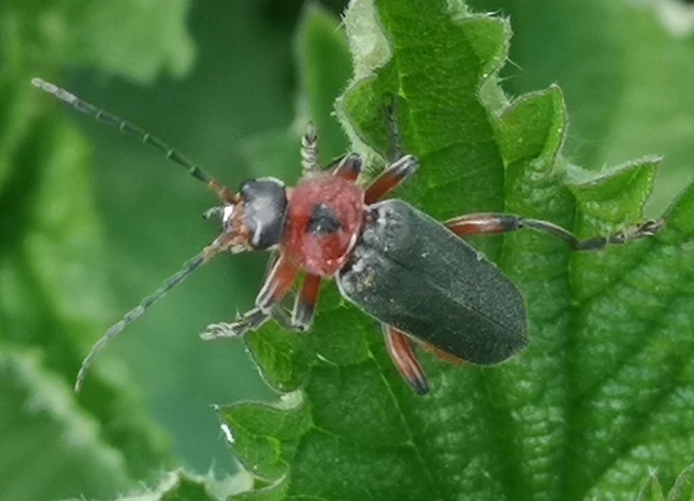 Cantharis rustica - suszterbogár