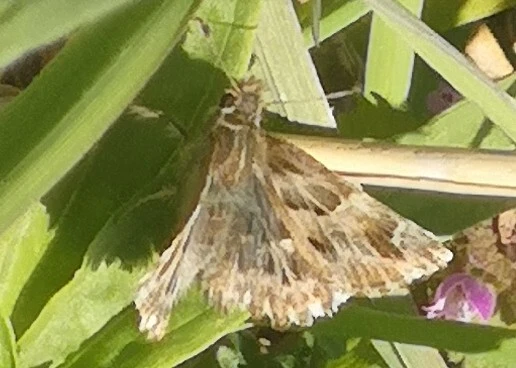Carcharodus alceae - mályva-busalepke