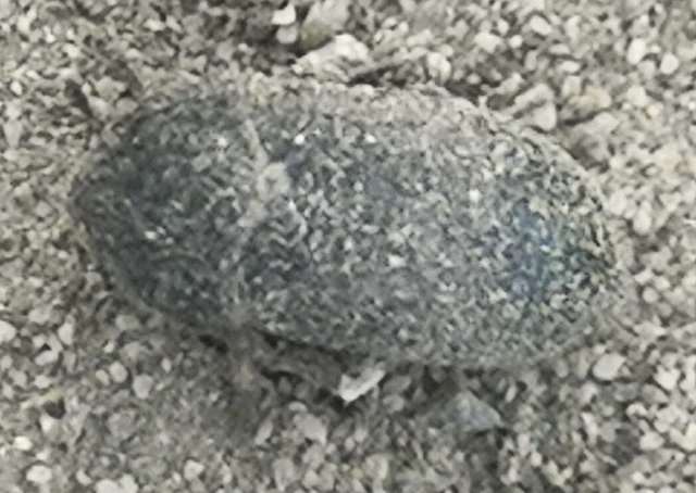 Dermestes laniarius - gyászos porva Dermestes laniarius - gyászos porva