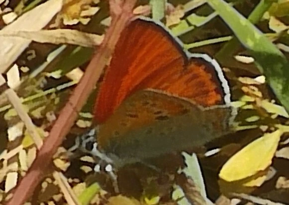 Lycaena thersamon - kis tűzlepke