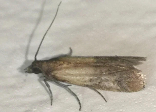 Plodia interpunctella - aszalványmoly