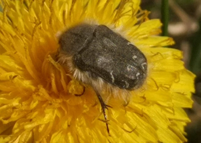 Tropinota hirta - bundás virágbogár