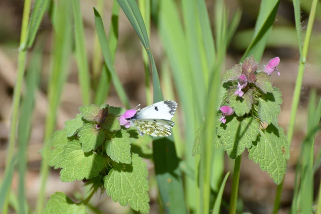 Anthocharis cardamines - hajnalpírlepke