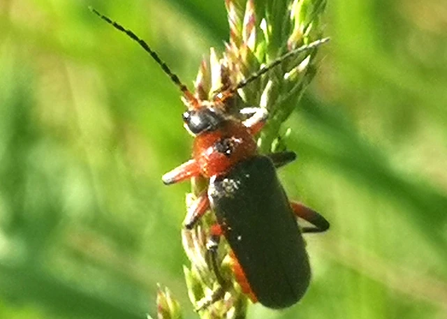 Cantharis rustica - suszterbogár
