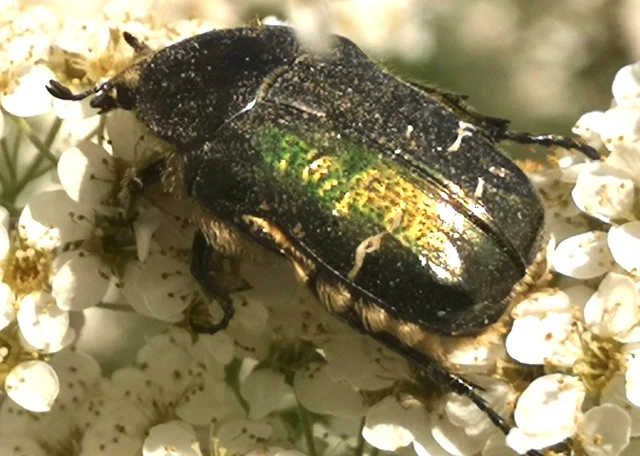 Cetonia aurata - aranyos virágbogár