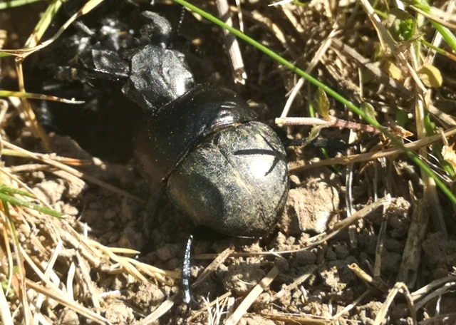 Lethrus apterus - nagyfejű csajkó