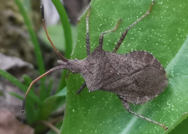 Coreus marginatus - közönséges karimáspoloska