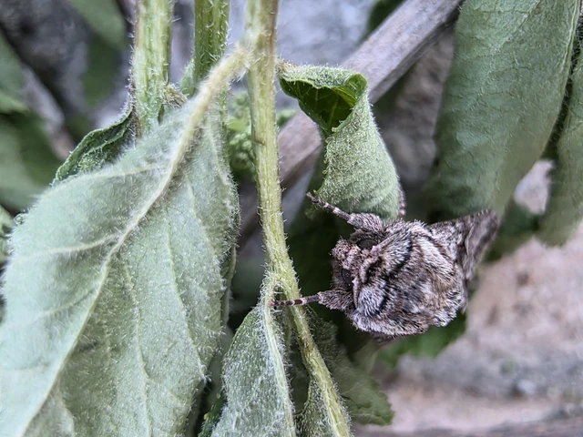 Chloantha hyperici - orbáncfű-sugarasbagoly