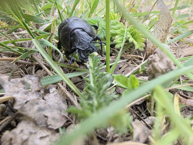 Lethrus apterus - nagyfejű csajkó