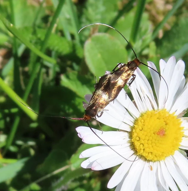 Cauchas rufimitrella - patinafényű tőrösmoly