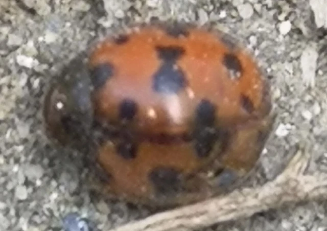 Subcoccinella vigintiquatuorpunctata - lucernaböde