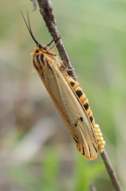 Spiris striata - csíkos molyszövő