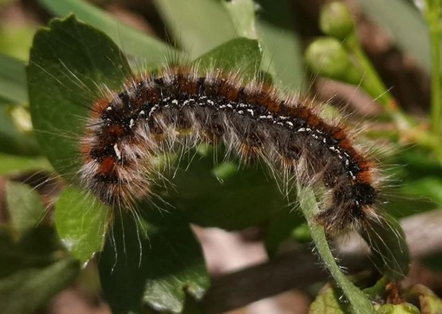 Eriogaster catax - sárga gyapjasszövő