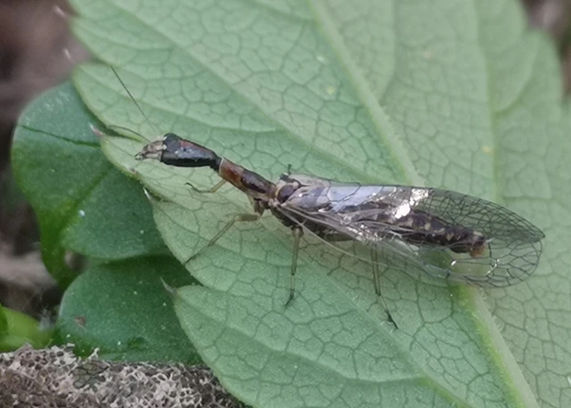 Raphidioptera - Tevenyakú-fátyolkák