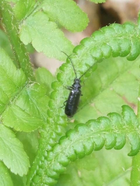 Cantharidae - lágybogárfélék