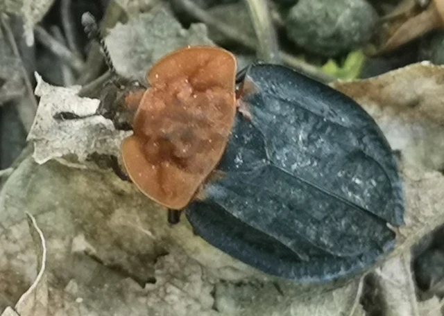 Oiceoptoma thoracicum - vörösnyakú dögbogár