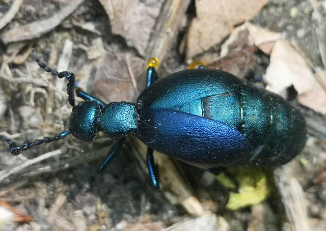 Meloe violaceus - kék nünüke