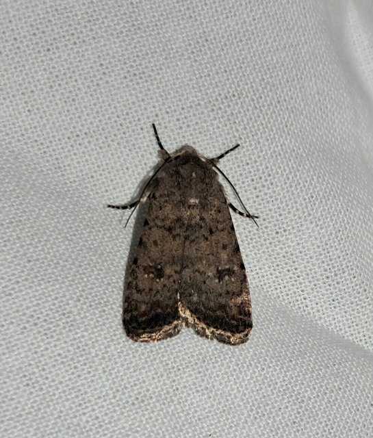 Paradrina clavipalpis - közönséges selymesbagoly