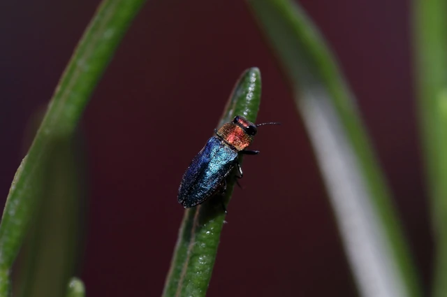 Anthaxia nitidula - ragyogó virágdíszbogár