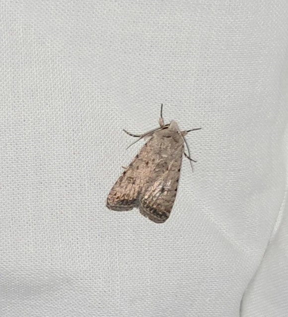 Paradrina clavipalpis - közönséges selymesbagoly