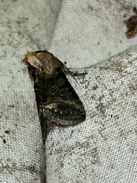 Abrostola
