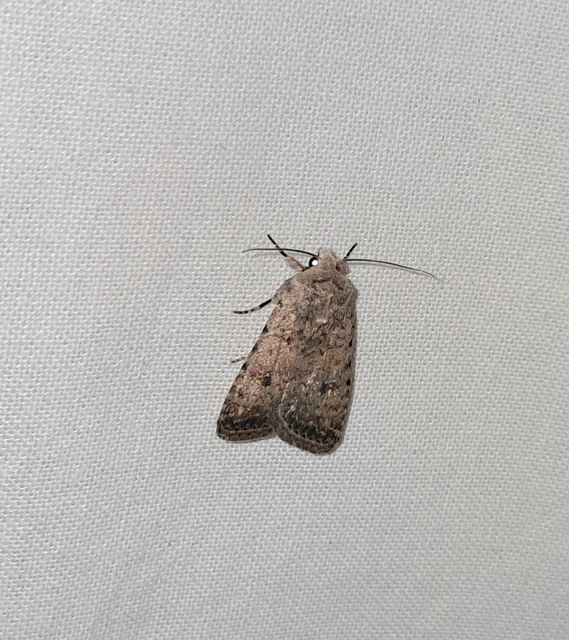 Paradrina clavipalpis - közönséges selymesbagoly