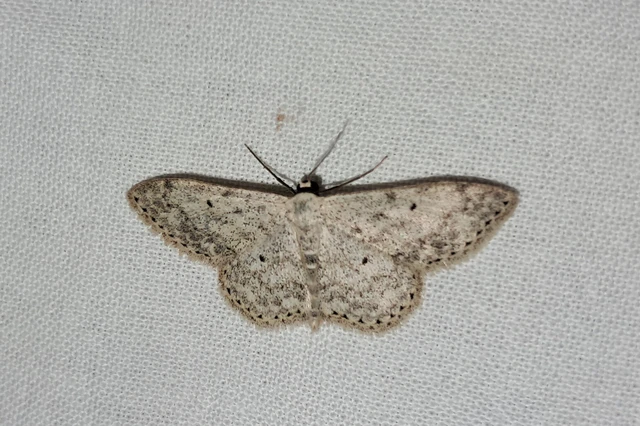 Scopula marginepunctata - pettyes sávosaraszoló