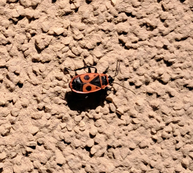 Pyrrhocoris apterus - verőköltő poloska