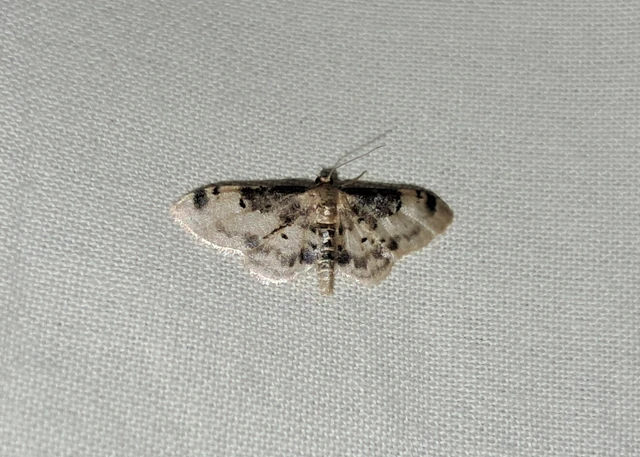 Idaea filicata - sötéttövű apróaraszoló