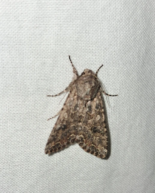 Hadula trifolii - lóherebagoly